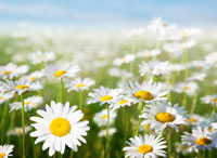 Gänseblümchen essbar