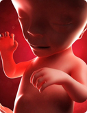 12. Schwangerschaftswoche - Baby Bild