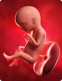 16. Schwangerschaftswoche - Baby Bild