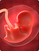 8. Schwangerschaftswoche - Baby Bild