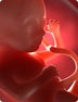 24. Schwangerschaftswoche - Baby Bild