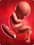 36. Schwangerschaftswoche - Baby Bild