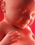 41. Schwangerschaftswoche - Baby Bild