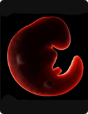 5. Schwangerschaftswoche - Embryo