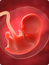 8. Schwangerschaftswoche - Baby Bild