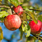 Obst selber pflücken