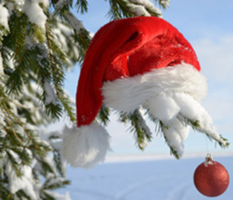 Weihnachtsbaum selber schlagen? Hier wird Euch geholfen