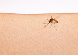 Mückenschutz im Test