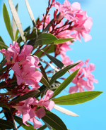 Oleander