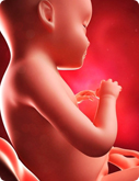 Baby in der 31. SSW
