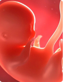 Baby in der 9. SSW