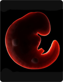 Baby in der 2. SSW
